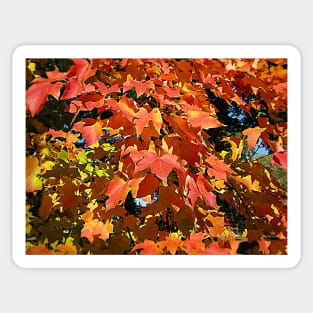 Maple leaves Sticker